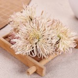 香菊王 大菊花茶 一朵一杯