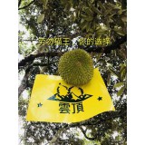 马来西亚云顶猫山王