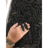 淡干海参 厂家生产