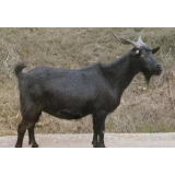 蒙山散养黑山羊