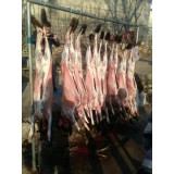 蒙山散养黑山羊