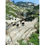 蒙山散养黑山羊