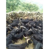 蒙山散养黑山羊