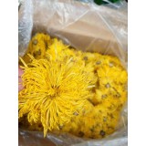 贡菊、黄菊、金丝菊