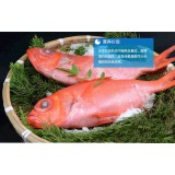 冰岛红鱼