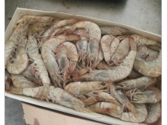 厄瓜多尔虾