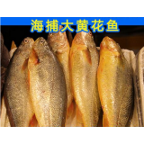 海捕大黄花鱼