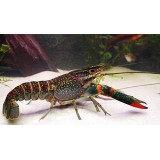 淡水龙虾