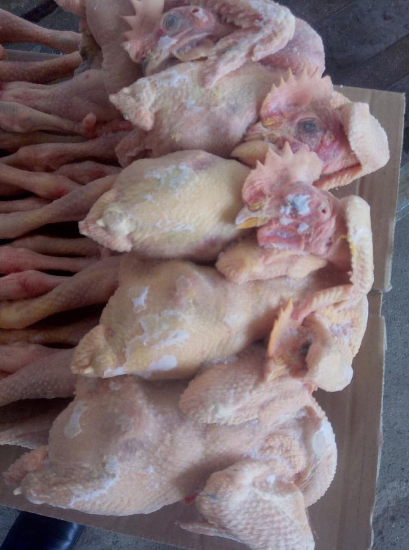 优质散养大冠子公鸡 (4)