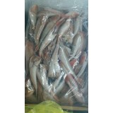 红头鱼（红绣鞋）