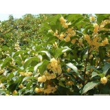 大自然桂花种植15964807631