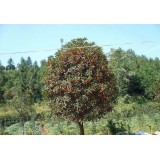 大自然桂花种植15964807631