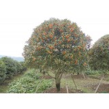 大自然桂花种植15964807631