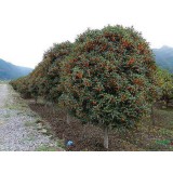 大自然桂花种植15964807631