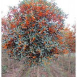 大自然桂花种植15964807631