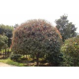 大自然桂花种植15964807631