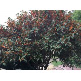 大自然桂花种植15964807631