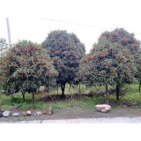 大自然桂花种植15964807631