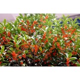 大自然桂花种植15964807631