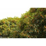 大自然桂花种植15964807631