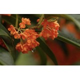 大自然桂花种植15964807631