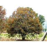 大自然桂花种植15964807631