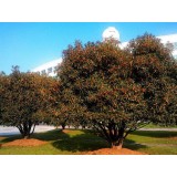 大自然桂花种植15964807631