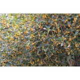 大自然桂花种植15964807631