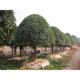 大自然桂花种植15964807631