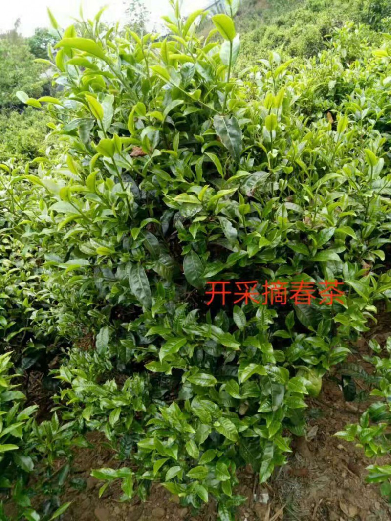 微信图片_20181014190331