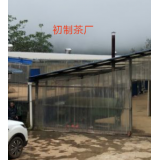 冰岛古树，冰岛茶