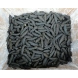 关西拉缸盐海参