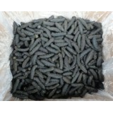 关西拉缸盐海参