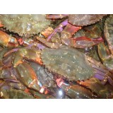 石甲红蟹