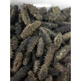 大连纯淡干海参