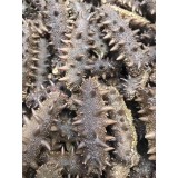 野生拉缸盐海参