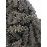 野生半干海参（拉缸盐）