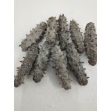 大连老淡干海参