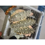 销售电话：13697628266