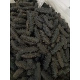 南方拉缸盐海参