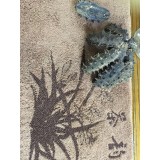 辽参精品速发海参D