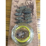 辽参精品速发海参E