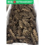 AA-大连Q弹即食海参