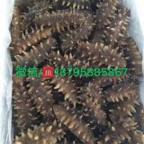 DD-大连Q弹即食海参