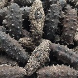 BB长岛一级野生纯淡干