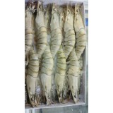竹节虾(草虾)