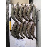 马来西亚黑虎虾