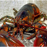 加拿大龙虾
