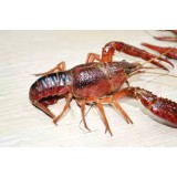小龙虾