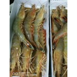 本地海捕大对虾